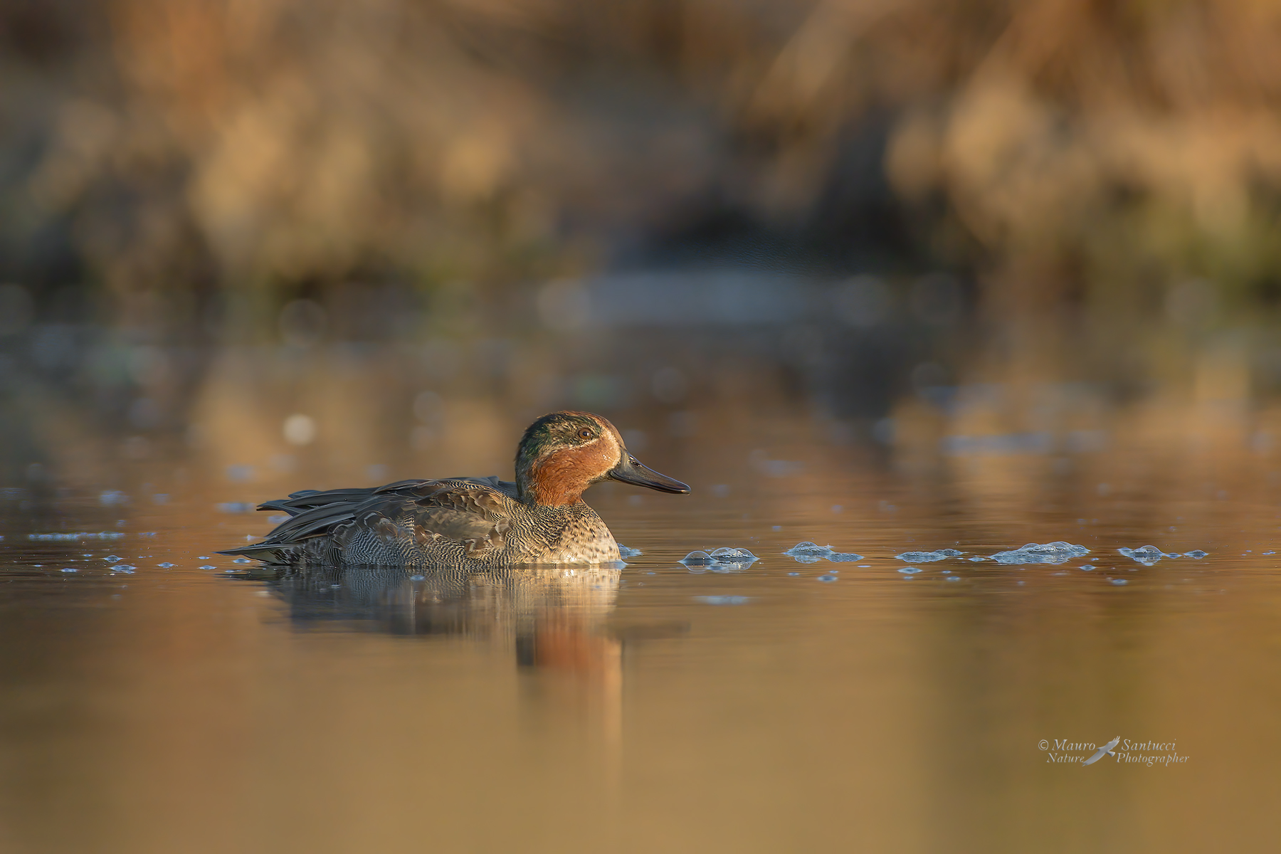 Alzavola_prime-luci_DSC4652