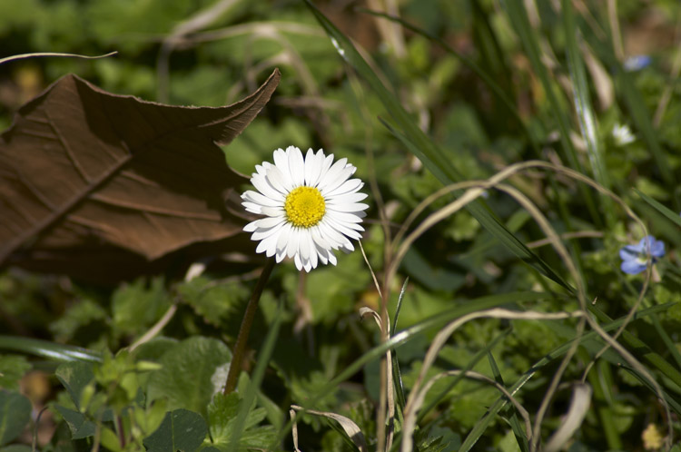 Macro test con Tamron 70-300 LD