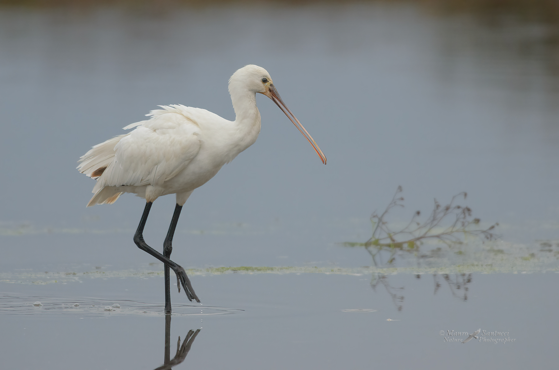Spatola-senza-luce_DSC7769