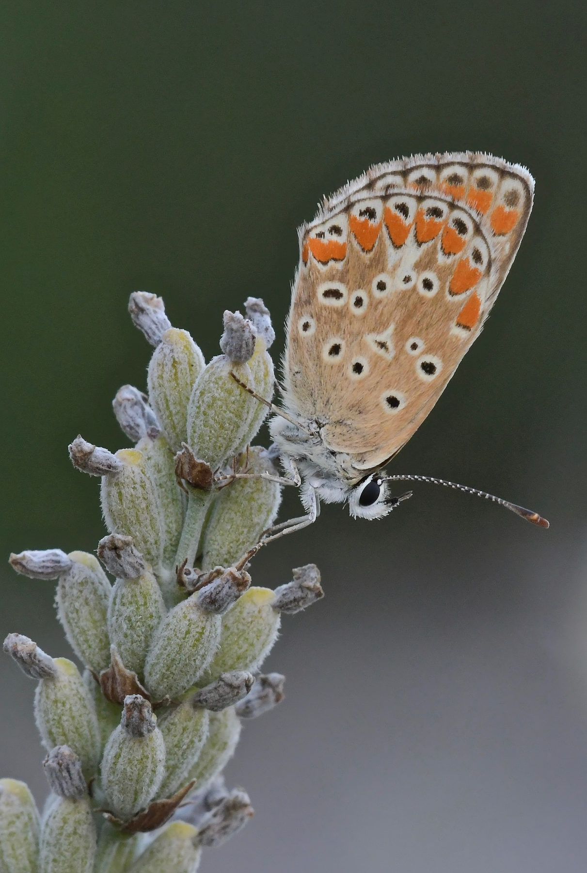 Licenide su lavanda