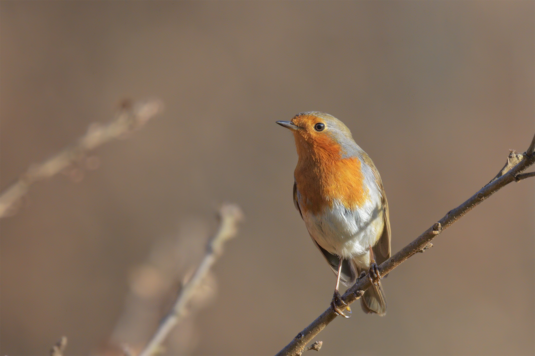 Pettirosso al tramonto