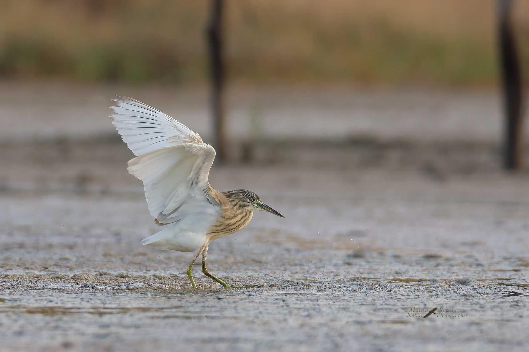 Sgarza-ciuffetto_DSC2124