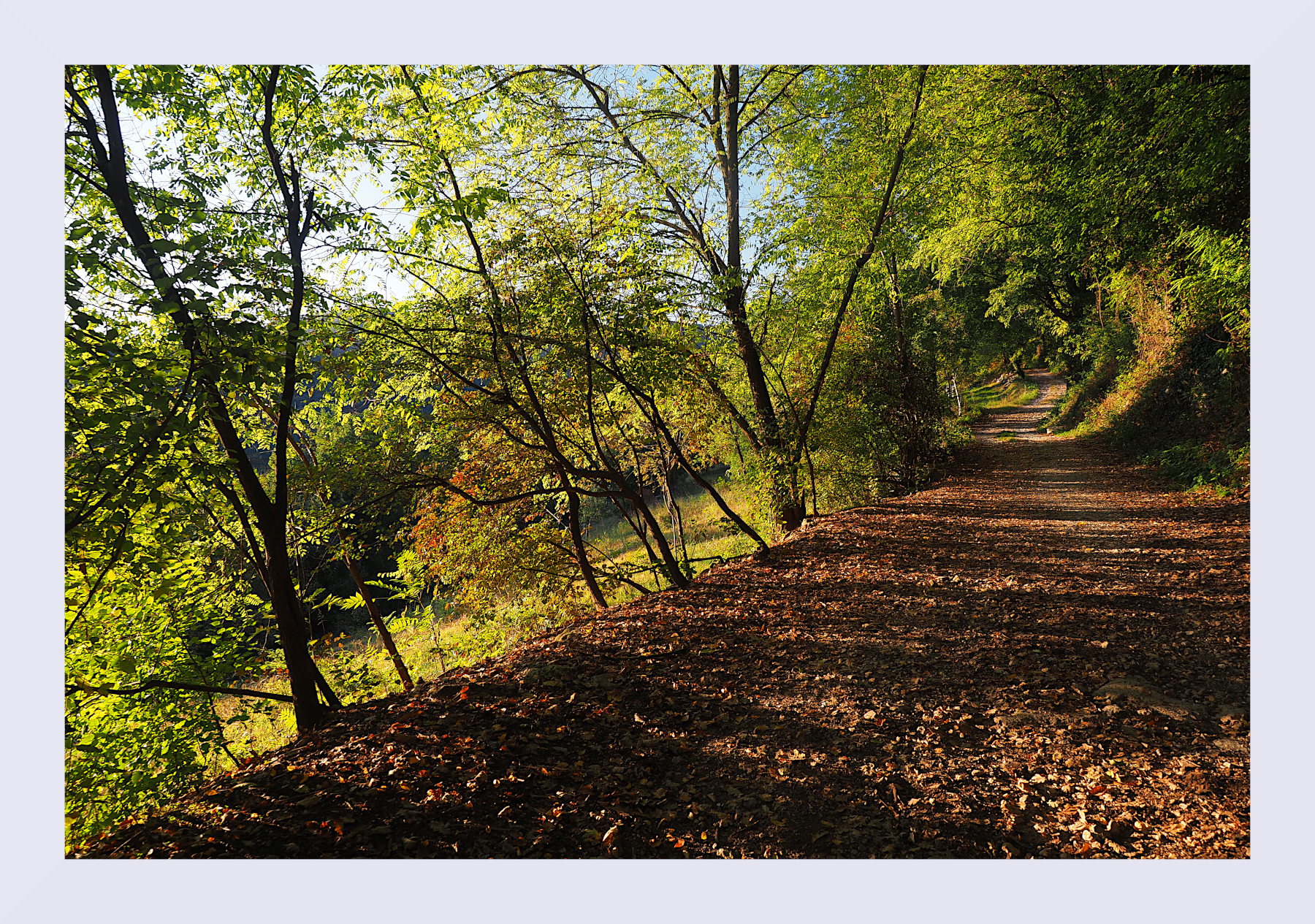 Sentiero nel bosco autunnale