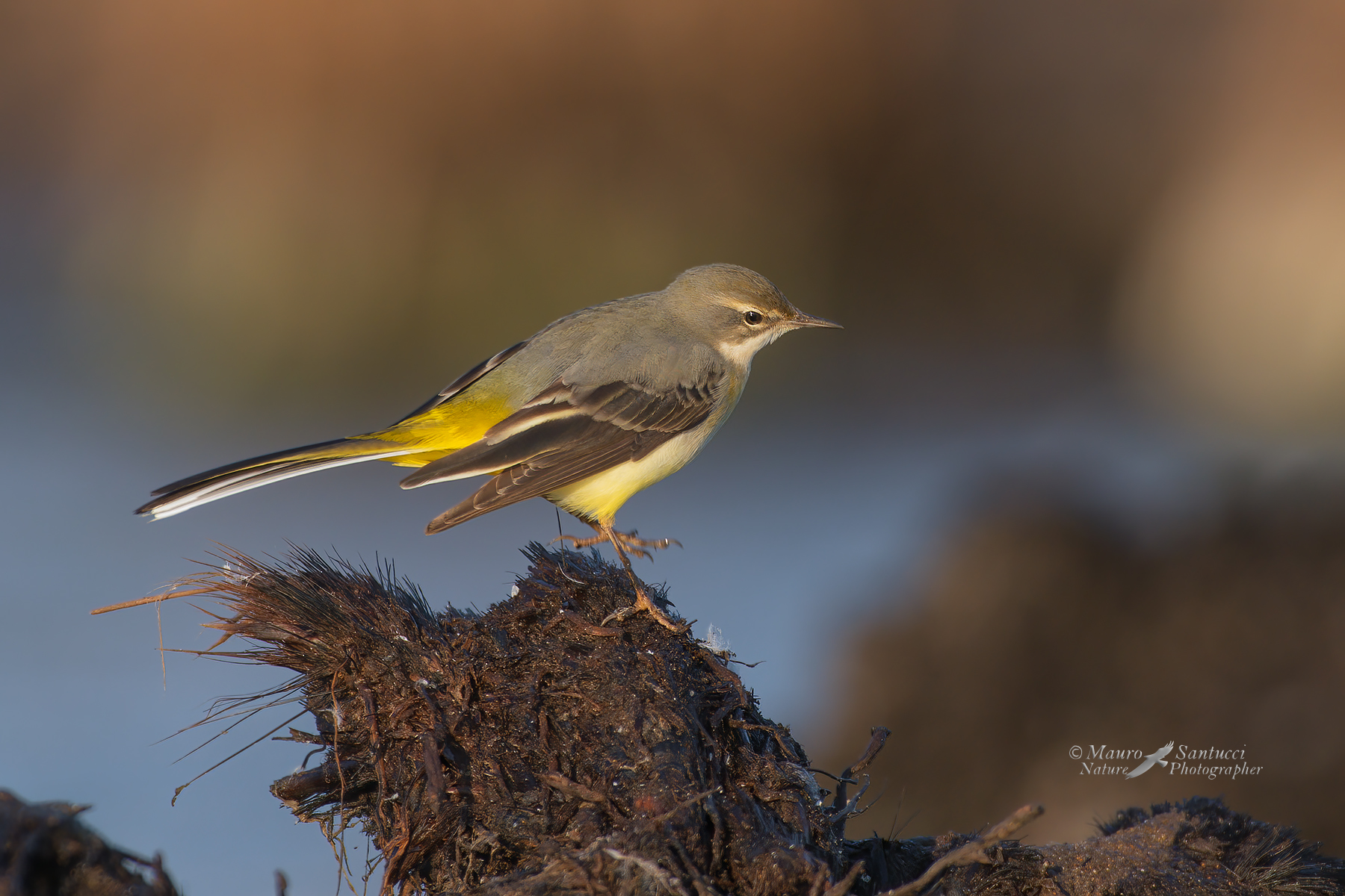 Ballerina-gialla_DSC4663