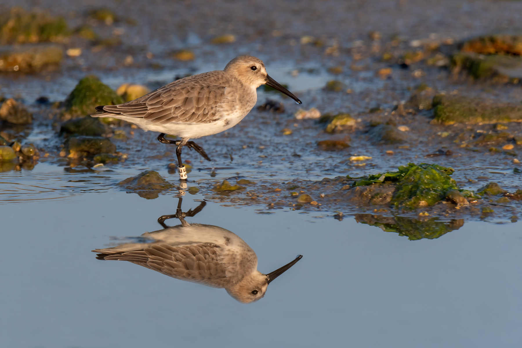 Piovanello pancianera