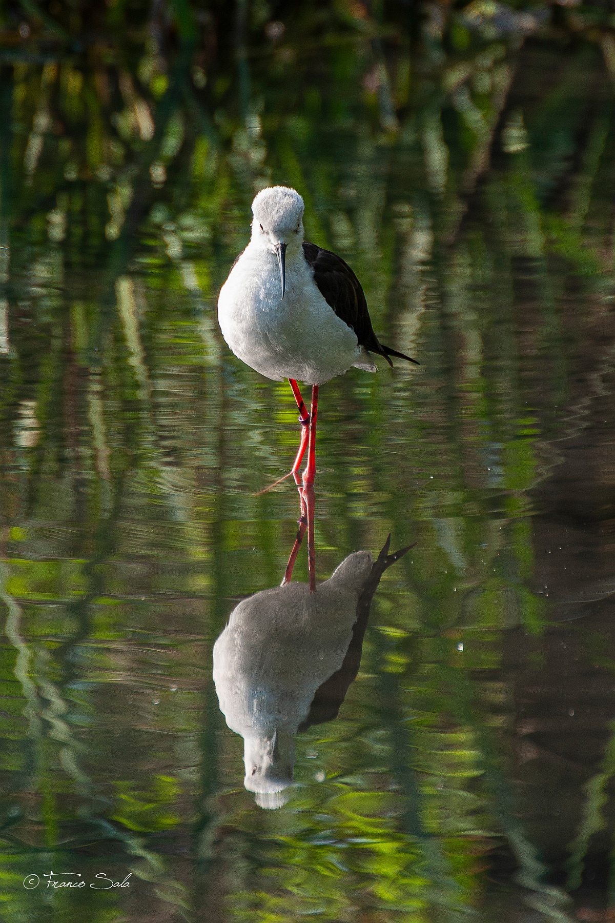 Il cavaliere allo specchio