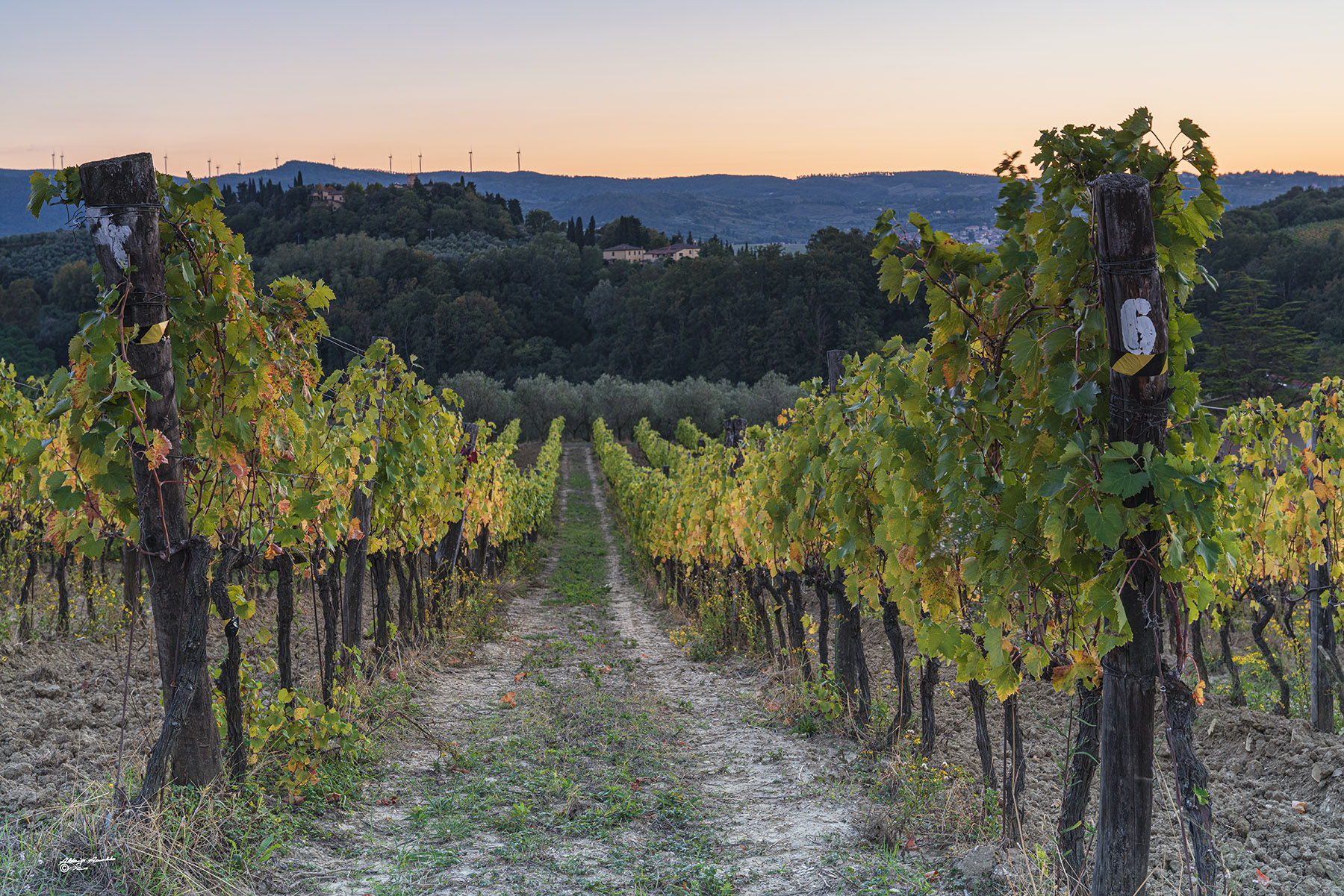 Vigneto al tramonto.