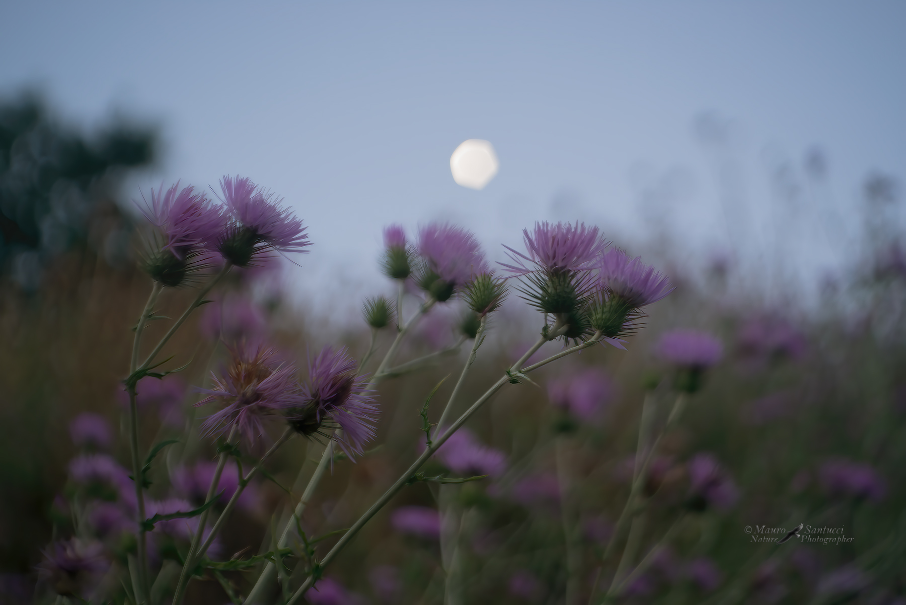 E-la-luna-busso'-_DSC8039