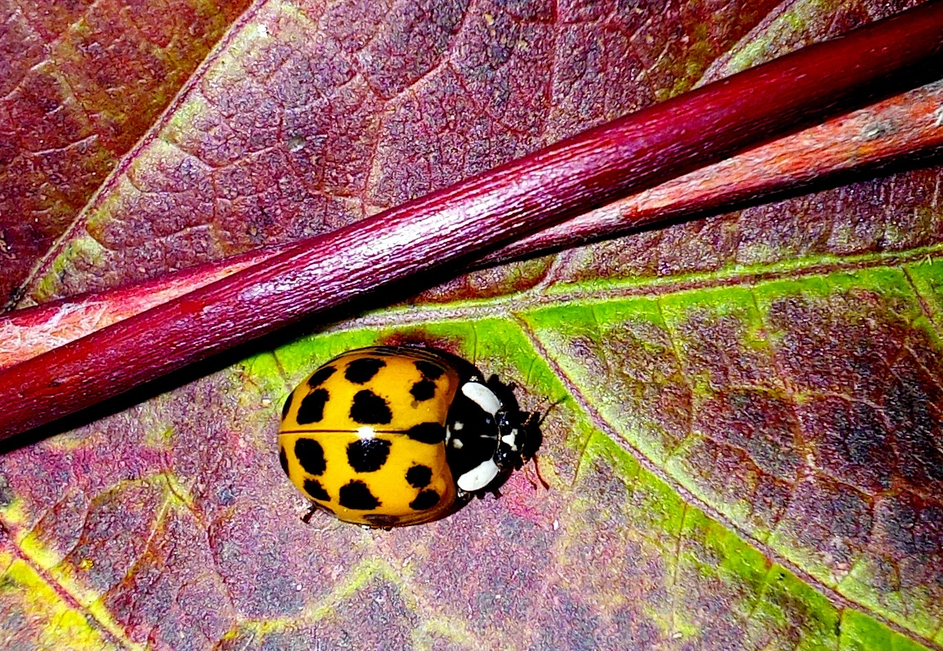 PICCOLA AMICA PORTAFORTUNA