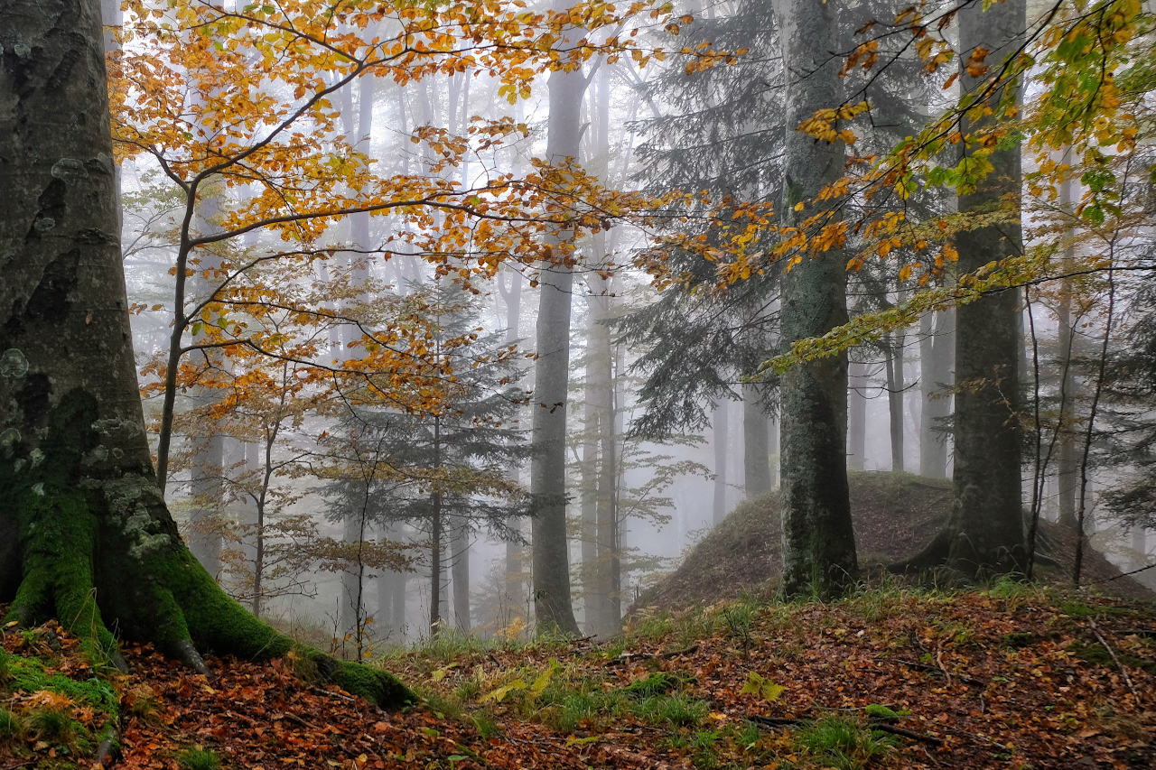 AAA cercasi Cappuccetto Rosso