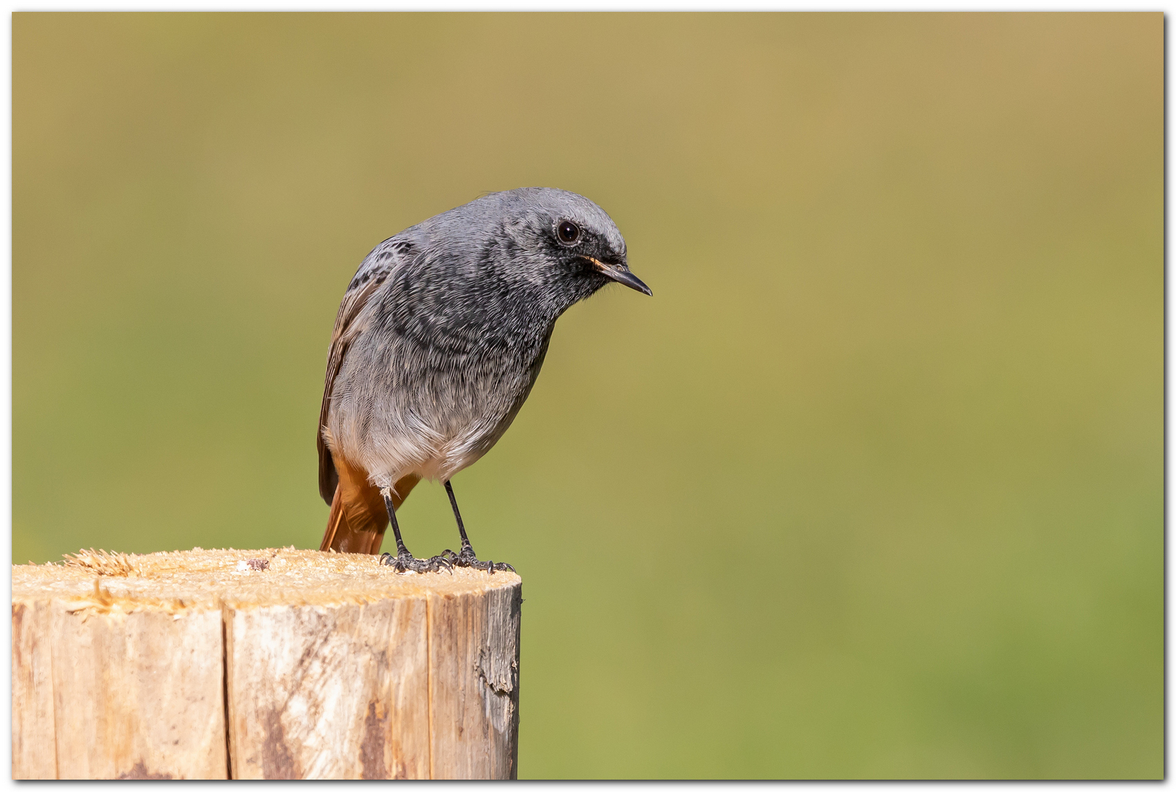 Codirosso spazzacamino