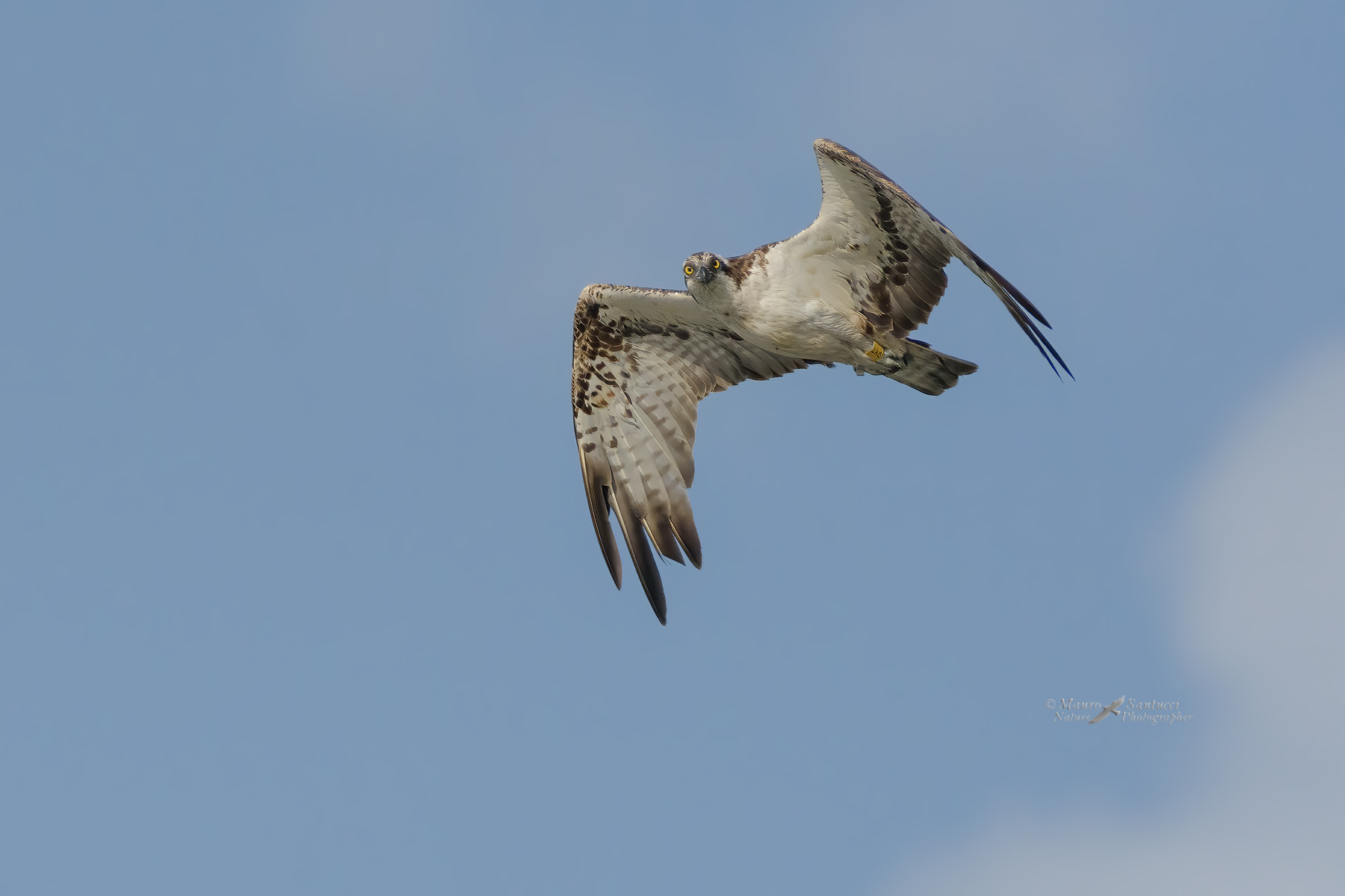 Falco-pescatore_DSC8244