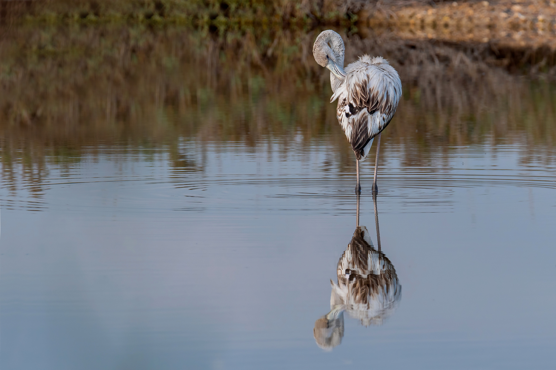 Fenicotteri rosa Juv.