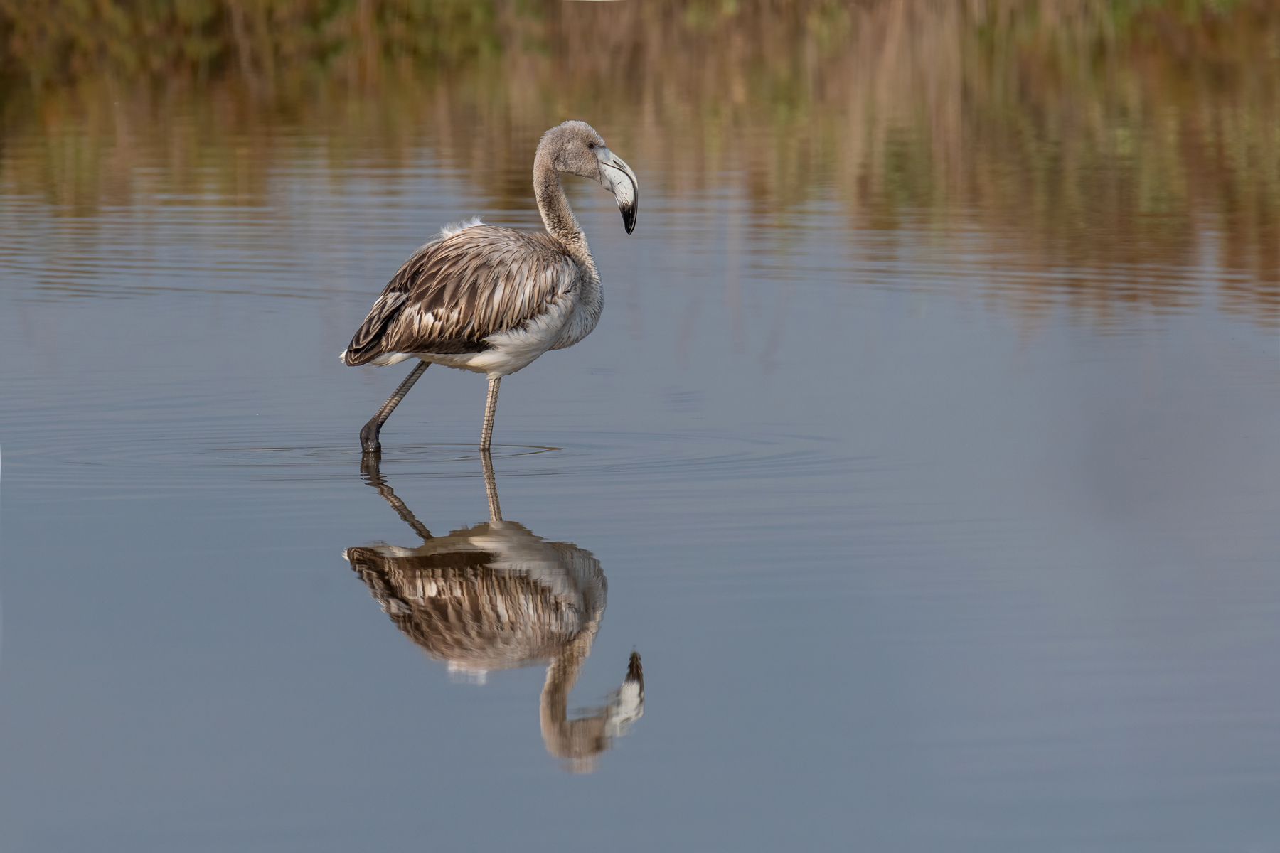 Fenicotteri rosa Juv.