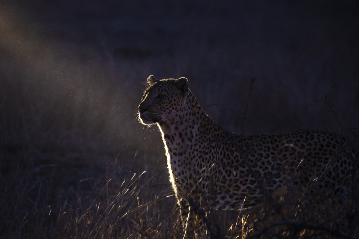 La notte del leopardo