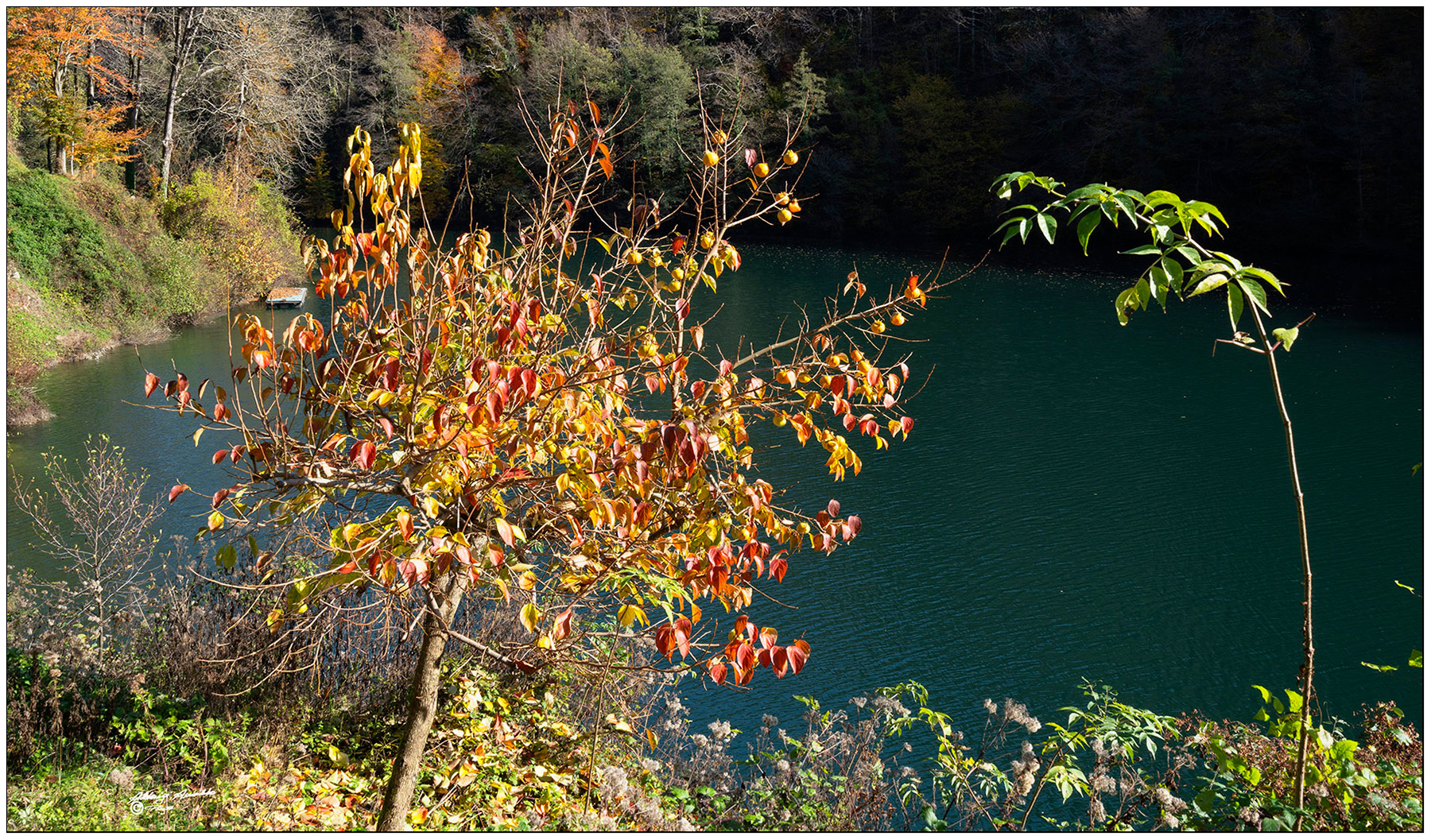 la piccola pianta di Caki..