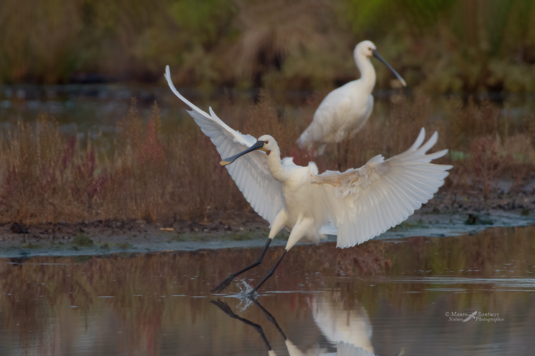 L'atterraggio_DSC8500