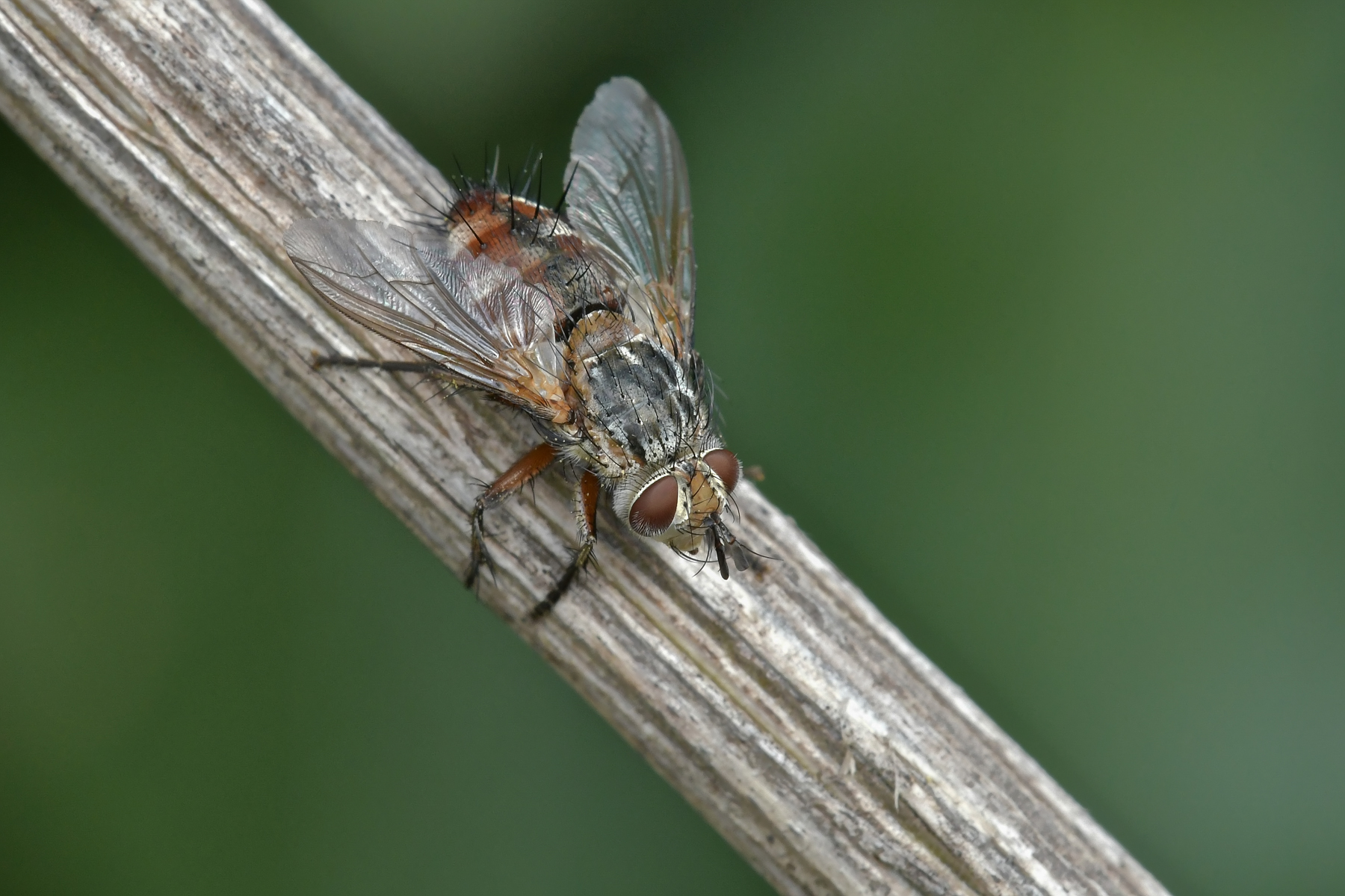 Dittero al tiepido sole