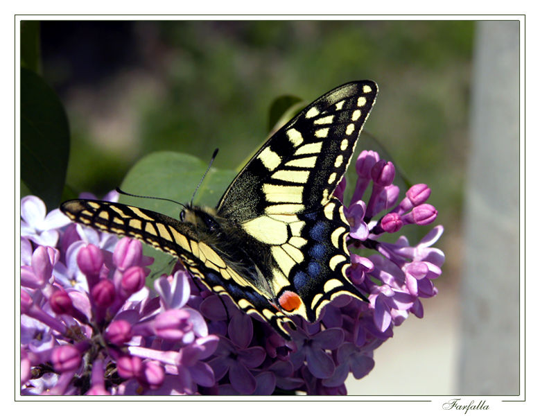 Farfalla