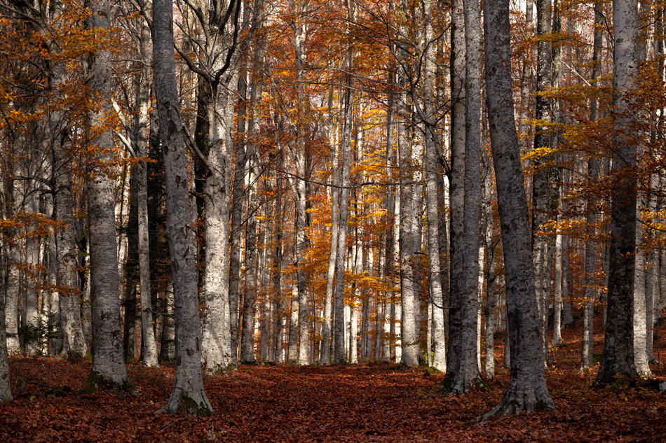 nel bosco autunnale