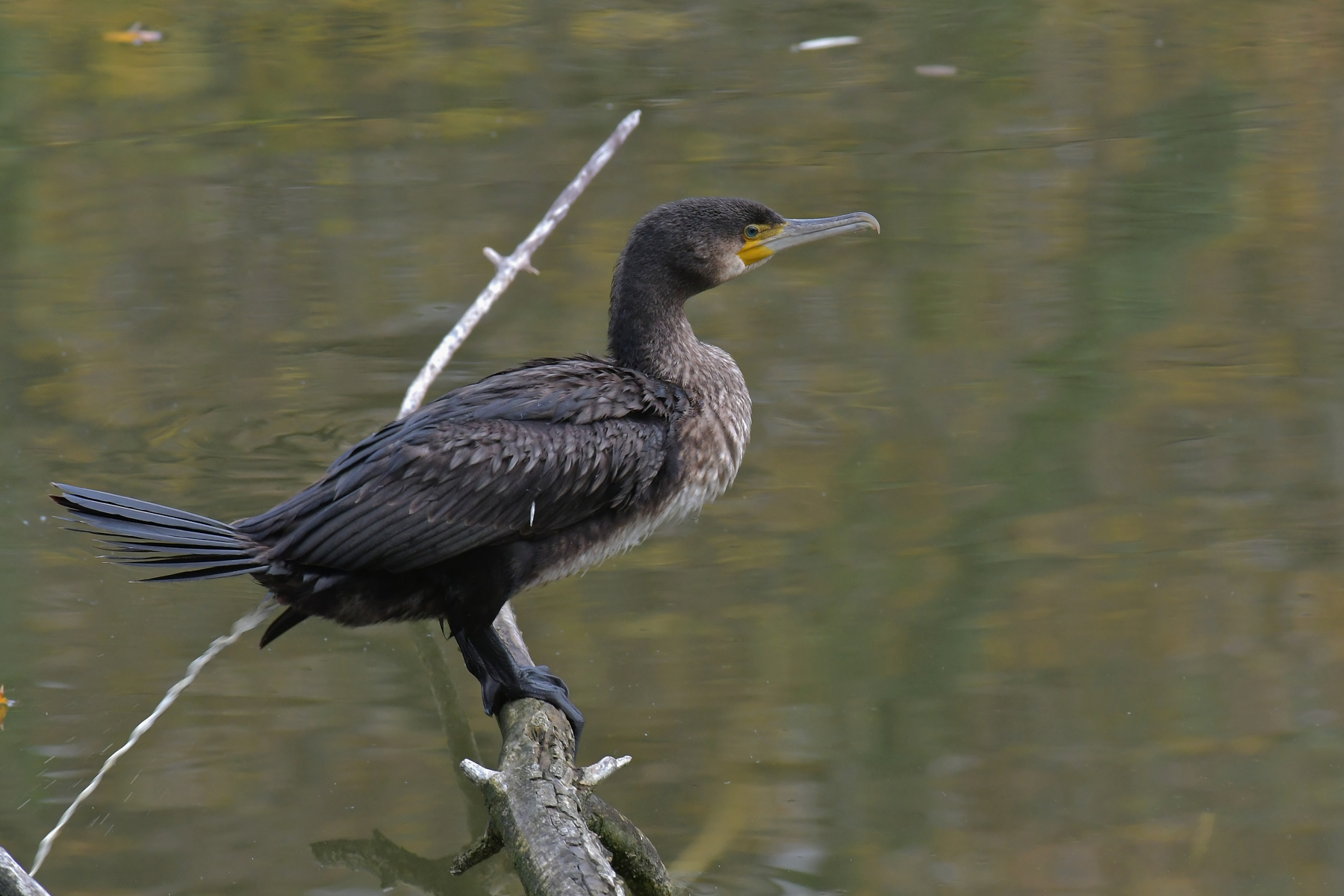 Cormorano in livrea invernale