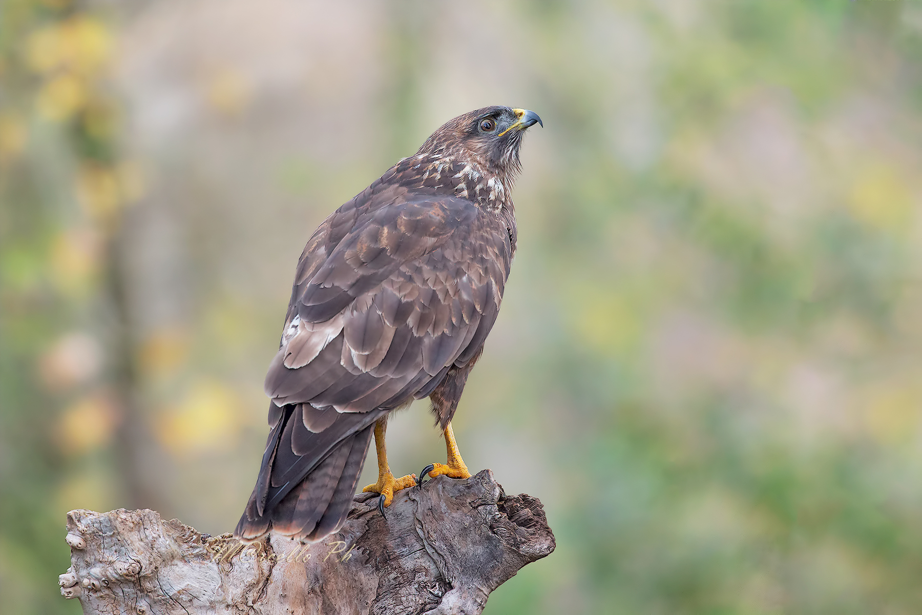 Contemplazione dei colori autunnali...