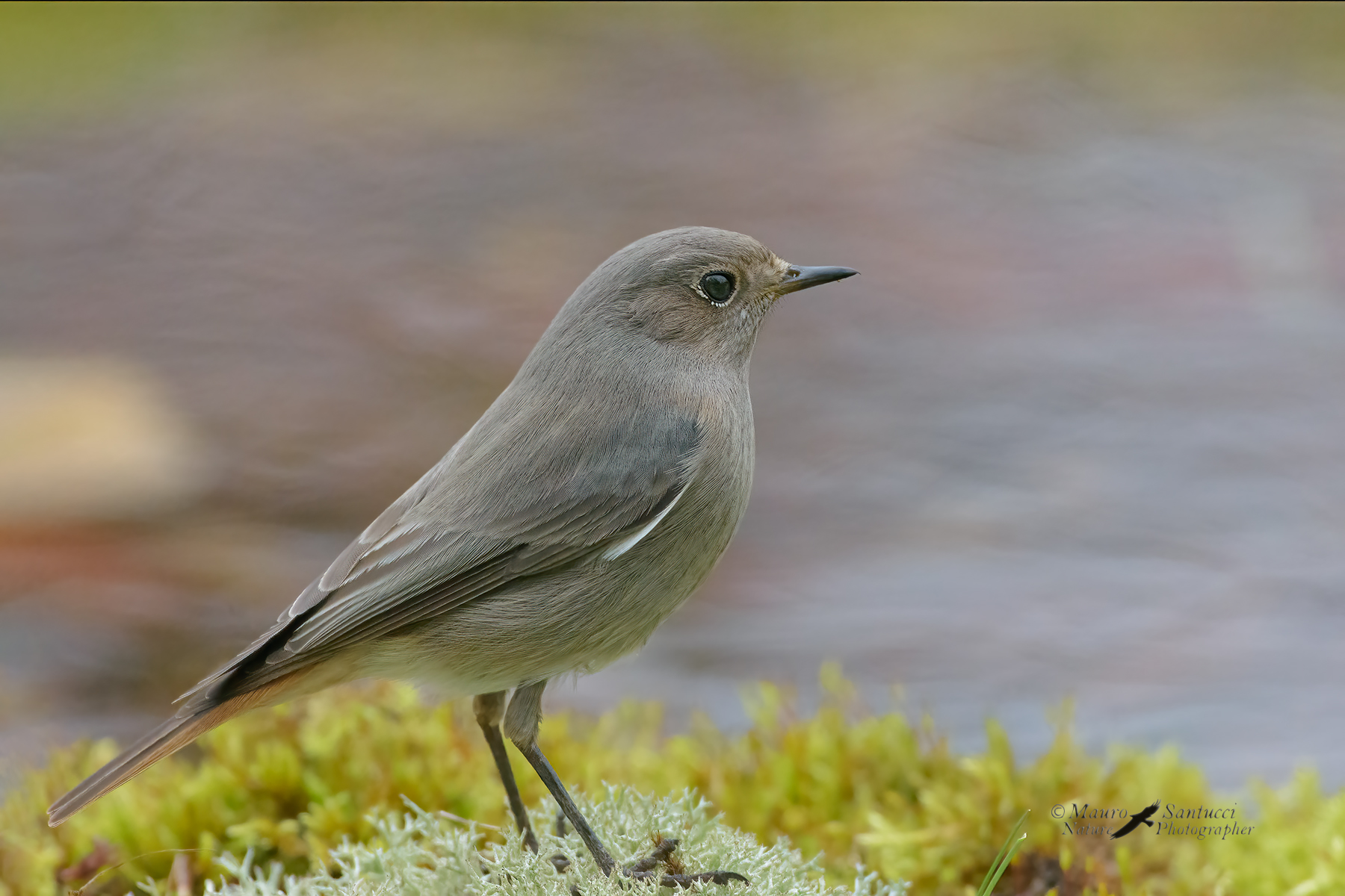 Codirosso-spazzacamino-femmina_DSC1217
