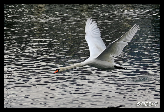 Cigno ad ali spiegate