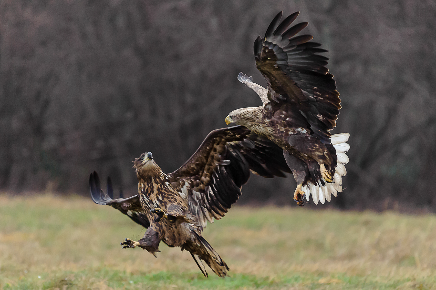 Fighting Eagles Ver 2