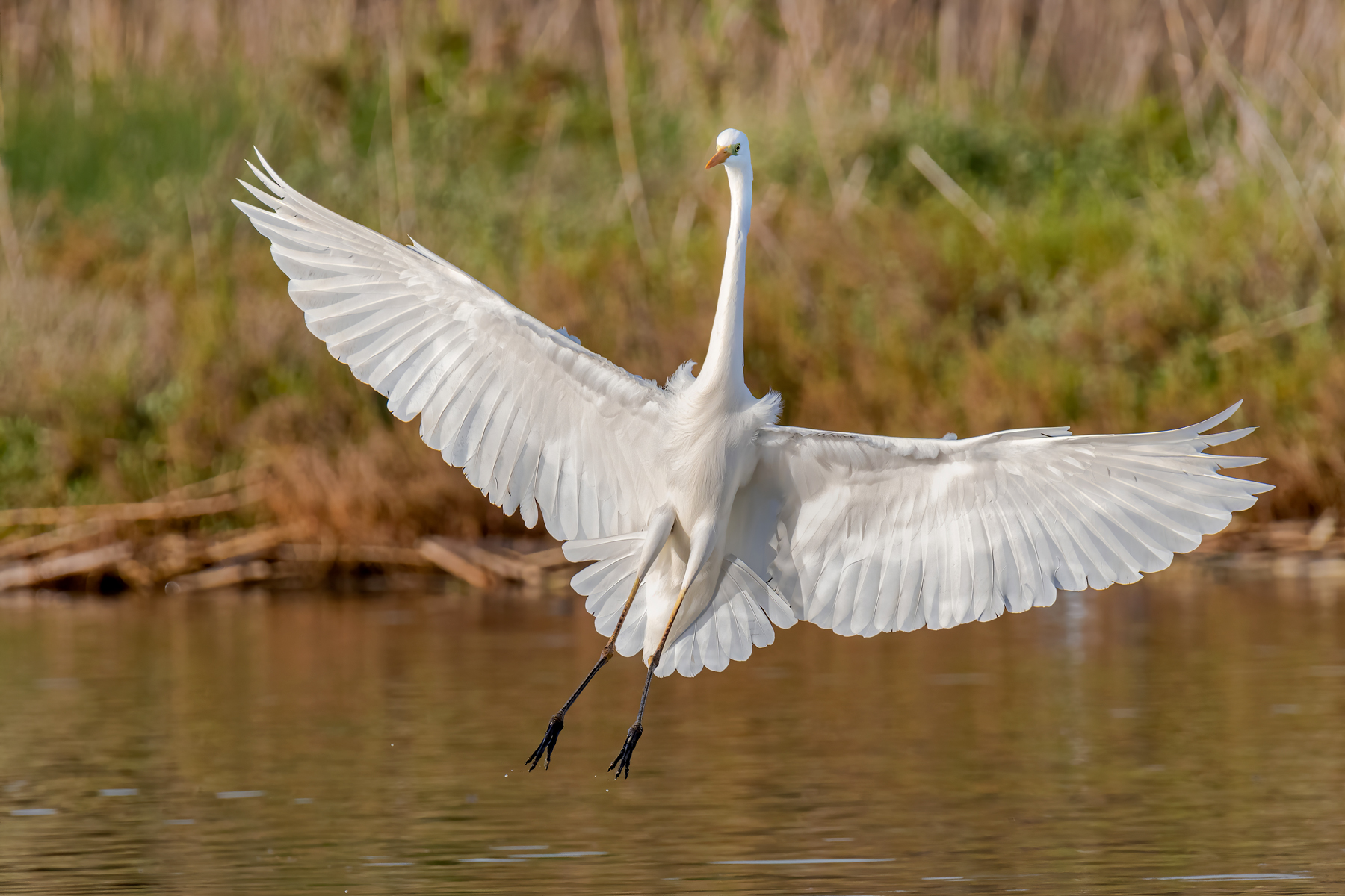 Airone bianco maggiore