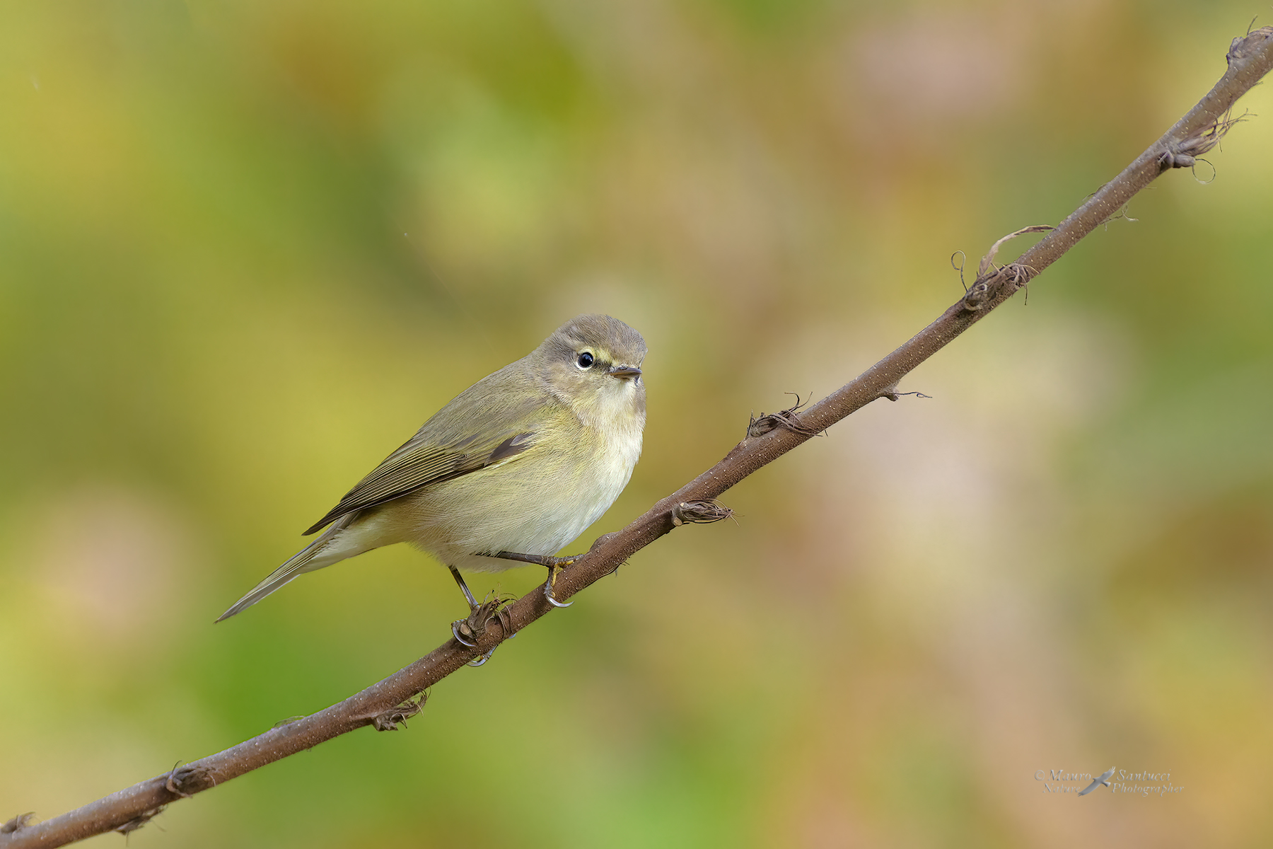 Lu�-piccolo_DSC8714