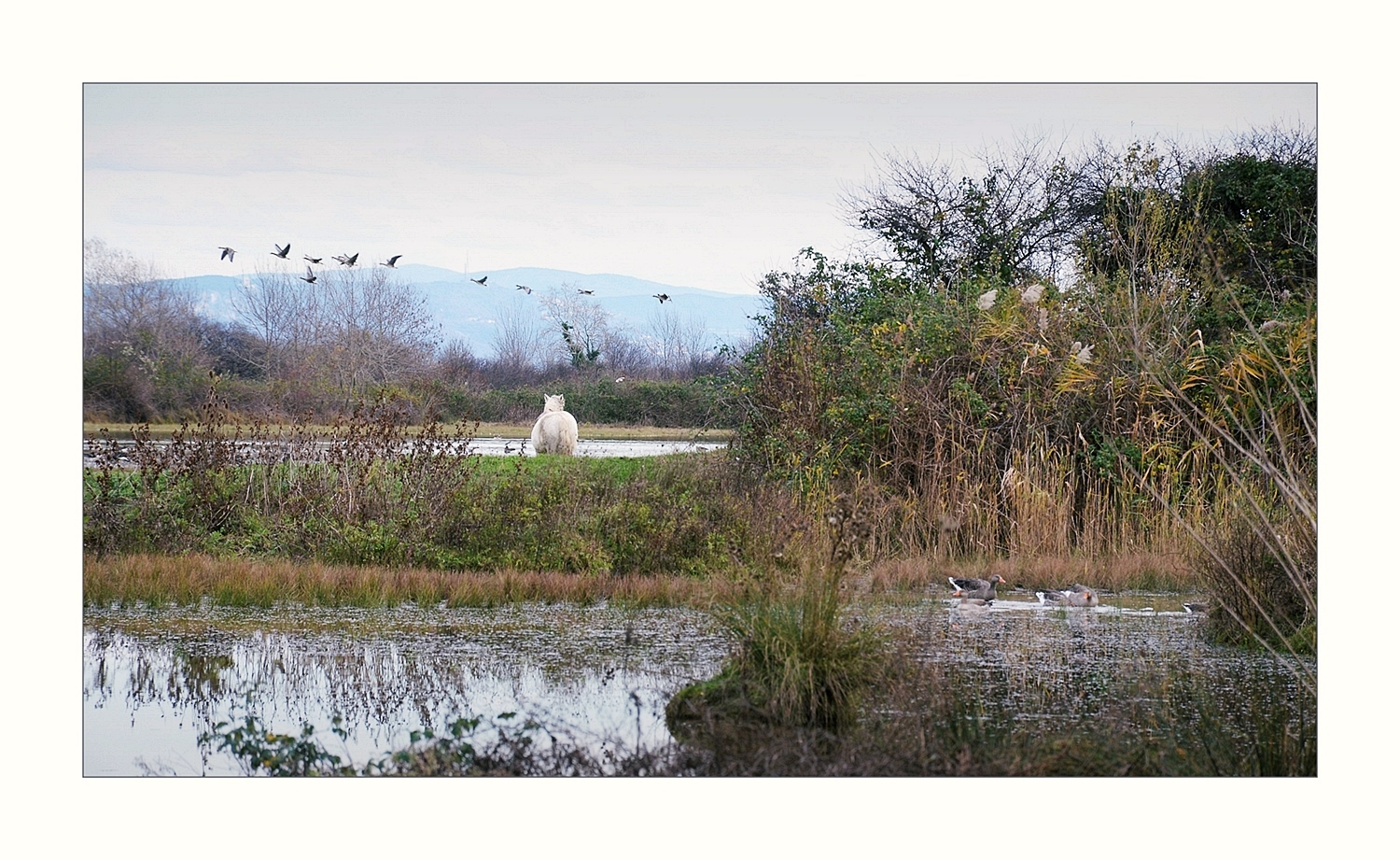 Isola della Cona (GO)