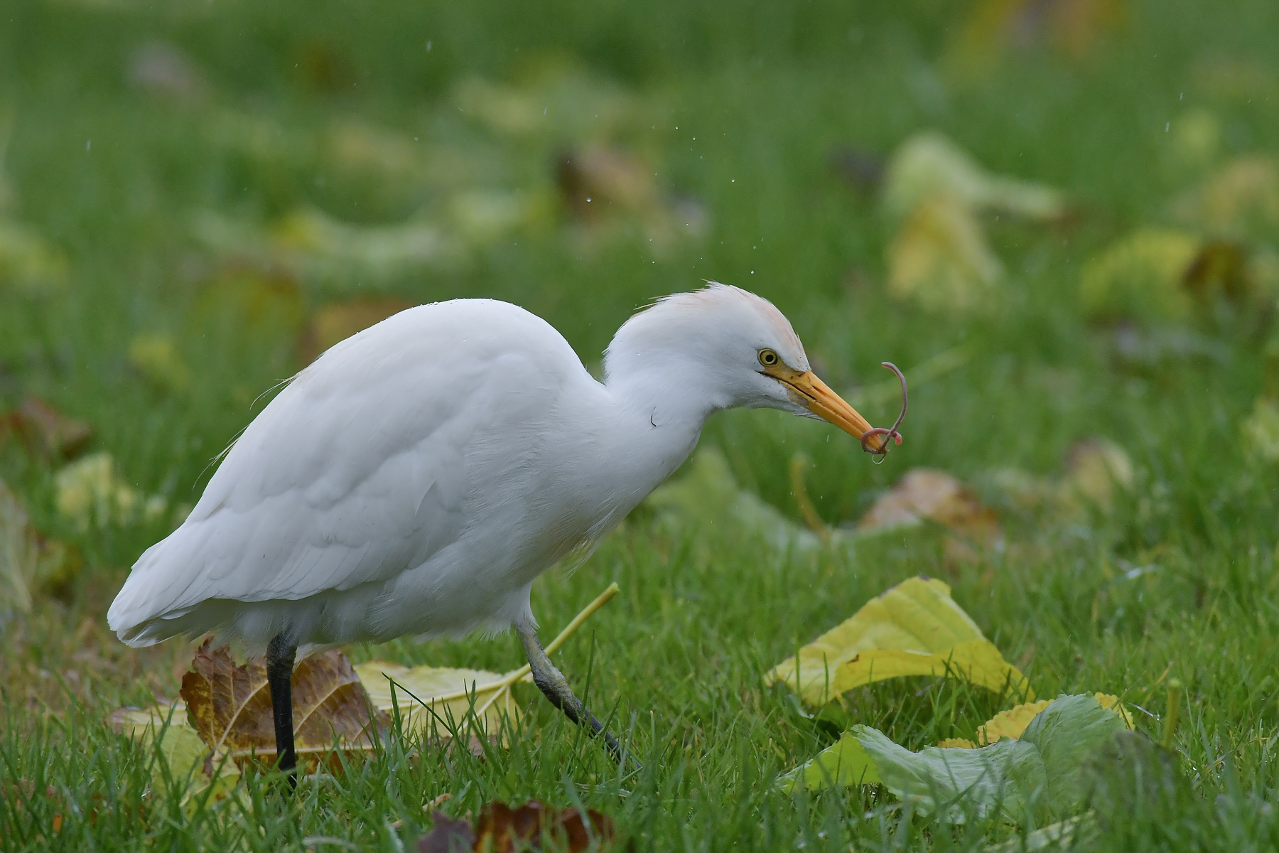 Guardabuoi con anellide