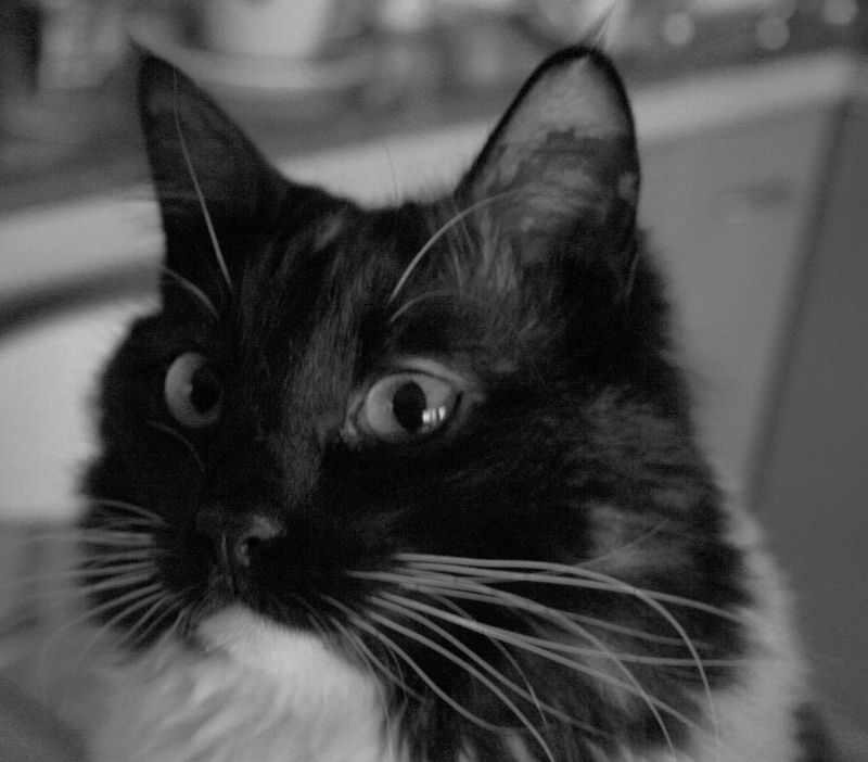 Dove sono le mie crocchette?