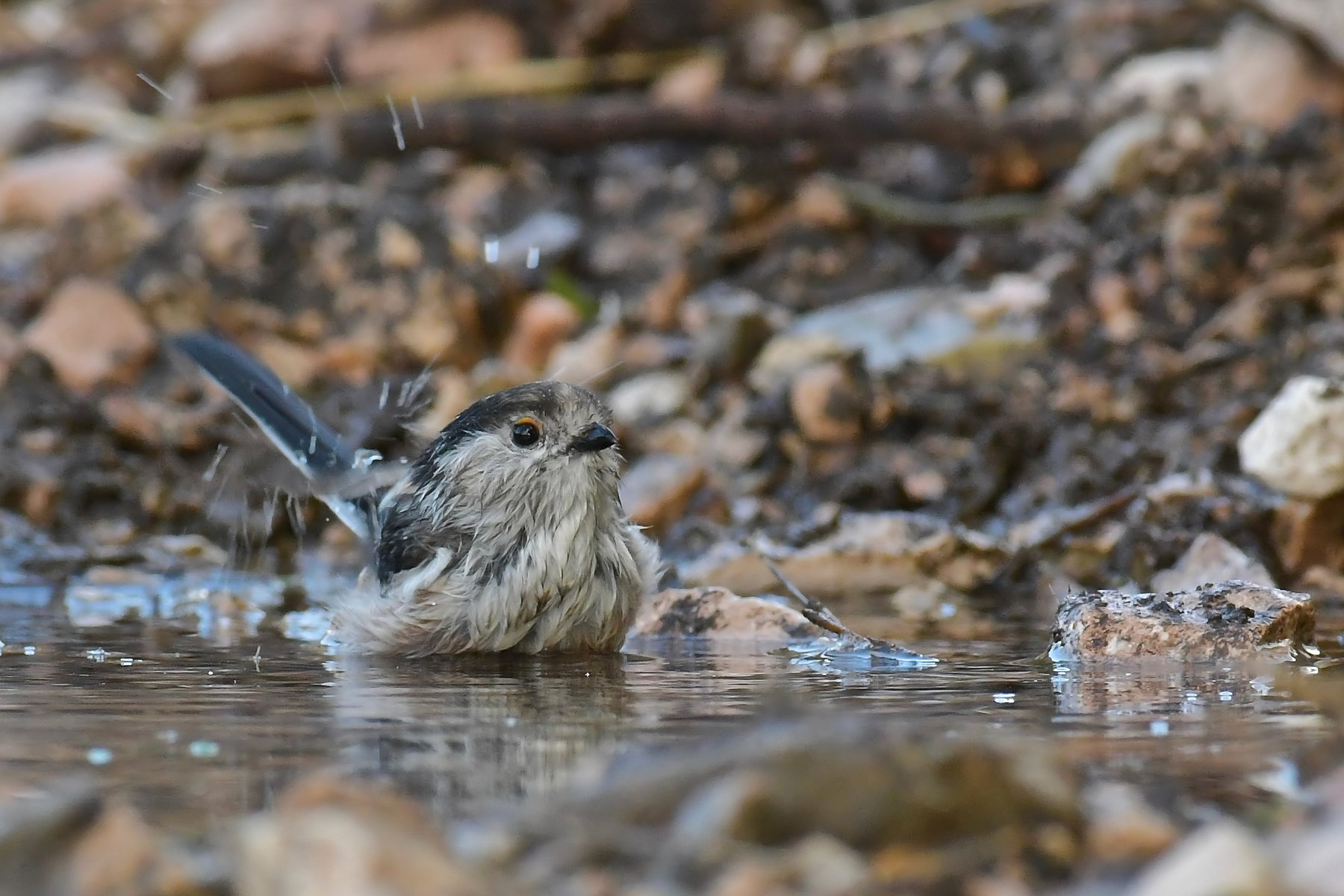 Codibugnolo al...bagnolo