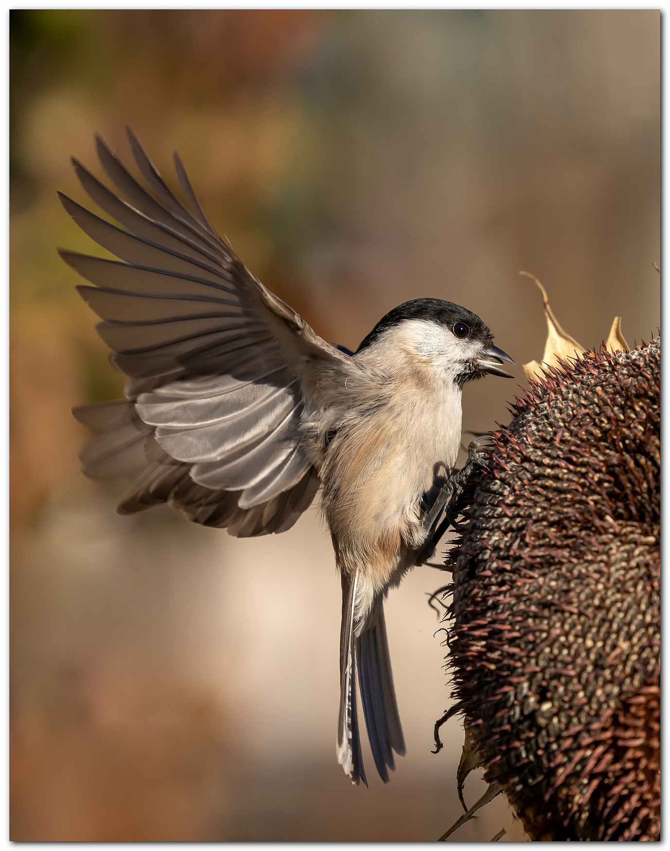 Cincia Bigia su girasole