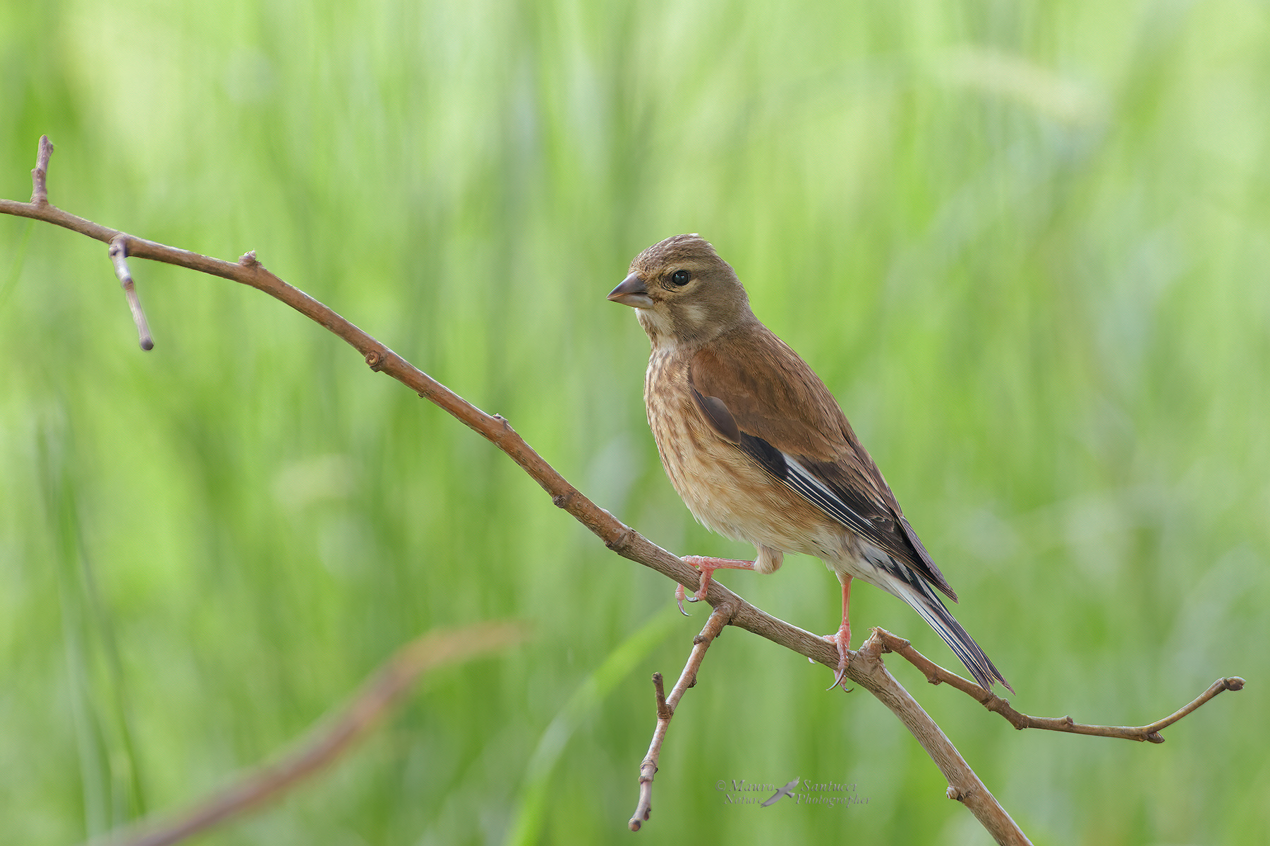 Fanello-femmina_DSC2086
