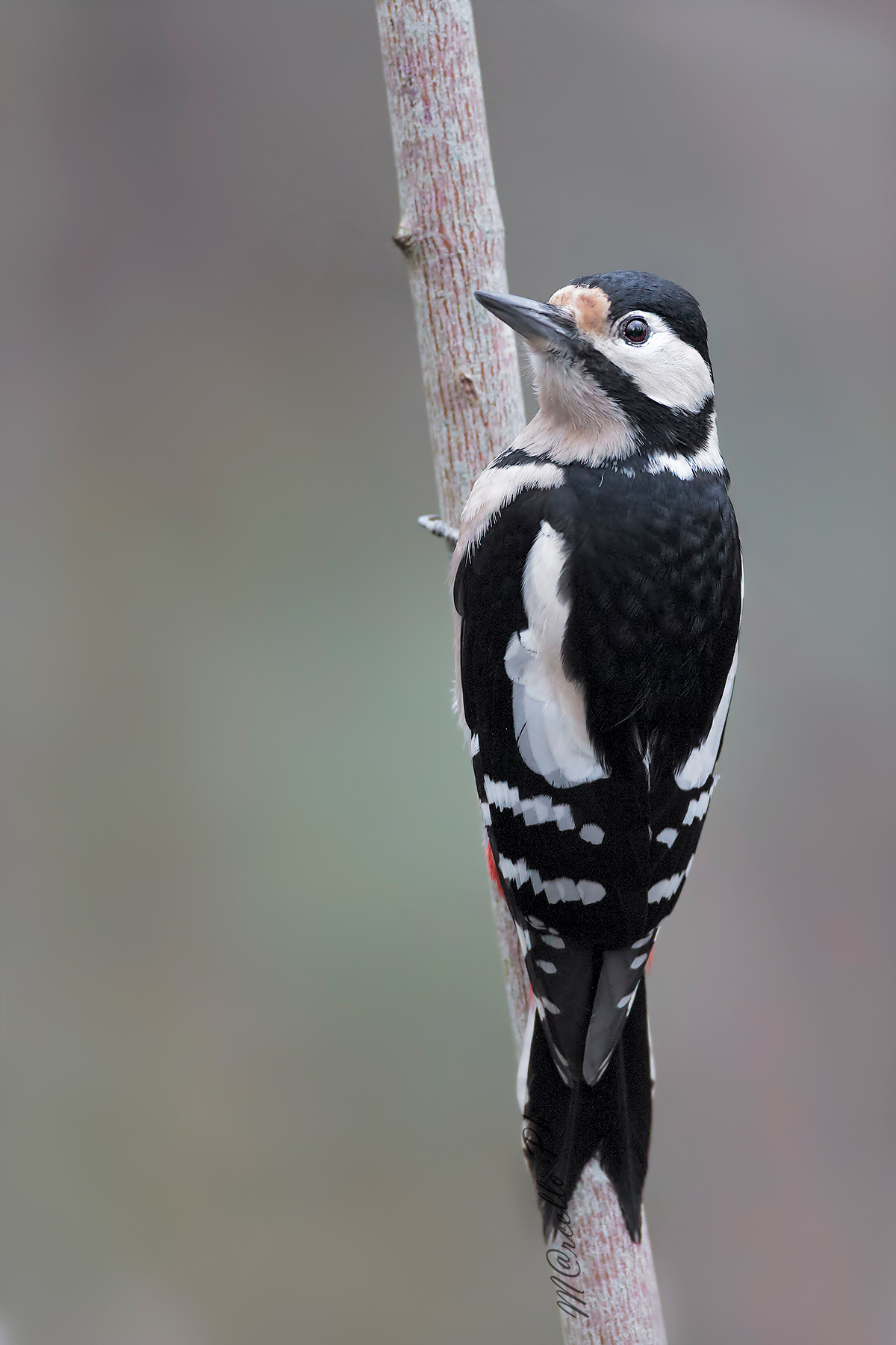 Picchio rosso maggiore ♂