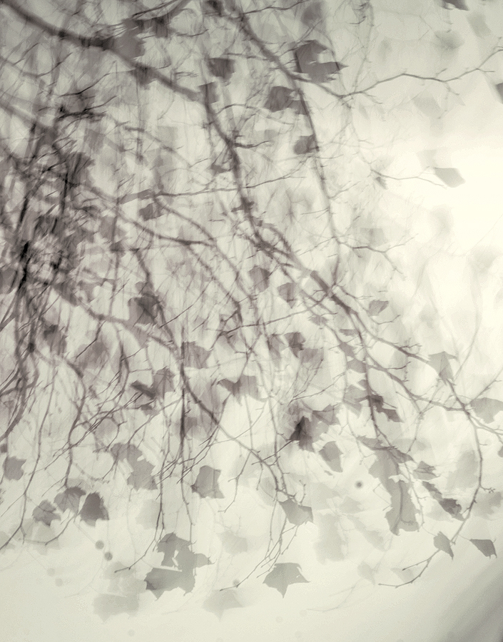 Quando il vento suona le foglie