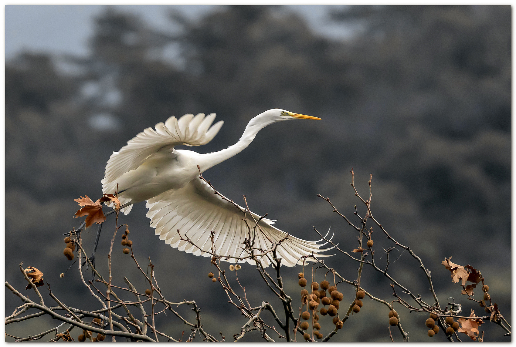 Lo stacco del maggiore