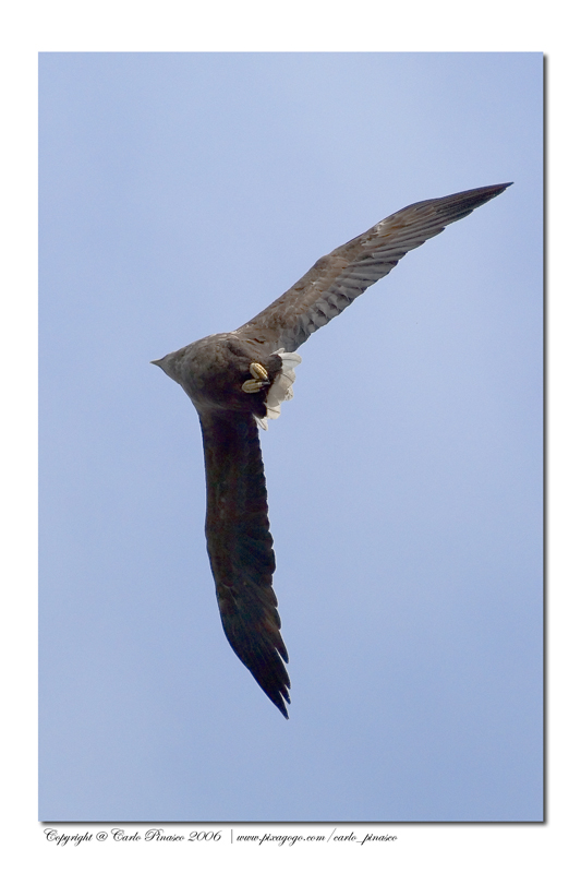 Aquila norvegese in virata