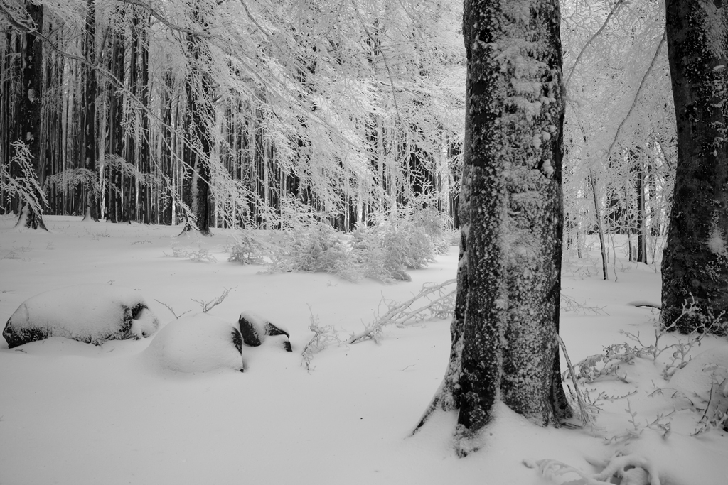 l'ultima nevicata...in BN