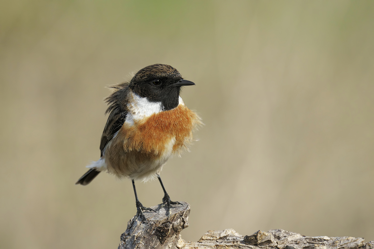 Saltimpalo (Saxixola rubicola)