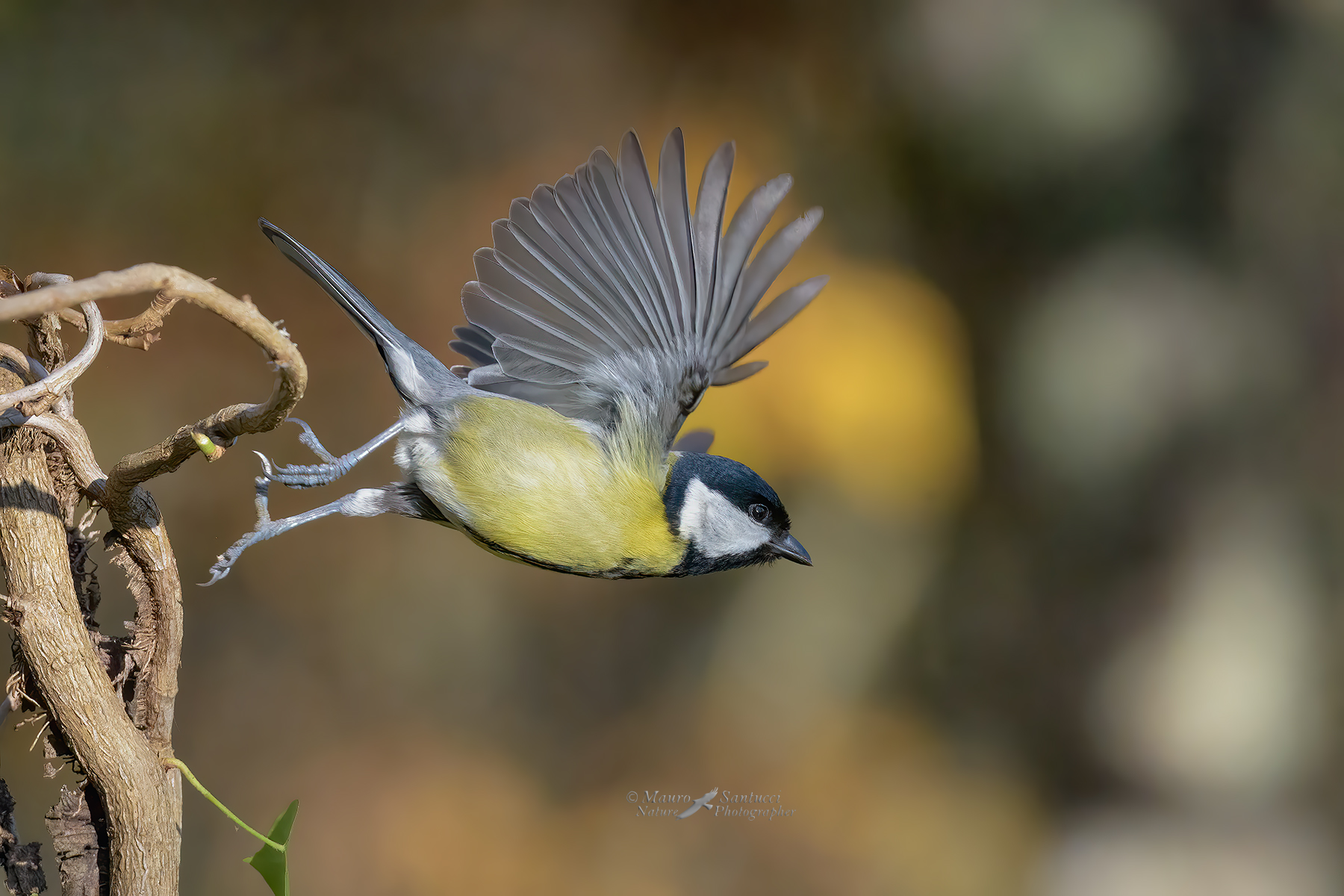 Lo-stacco-della-Cinciallegra_DSC9574