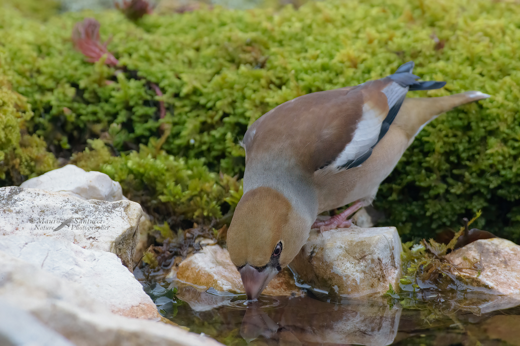 Frosone-in-abbeverata_DSC0881