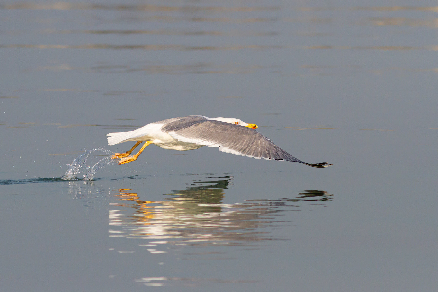 Gabbiano reale in decollo