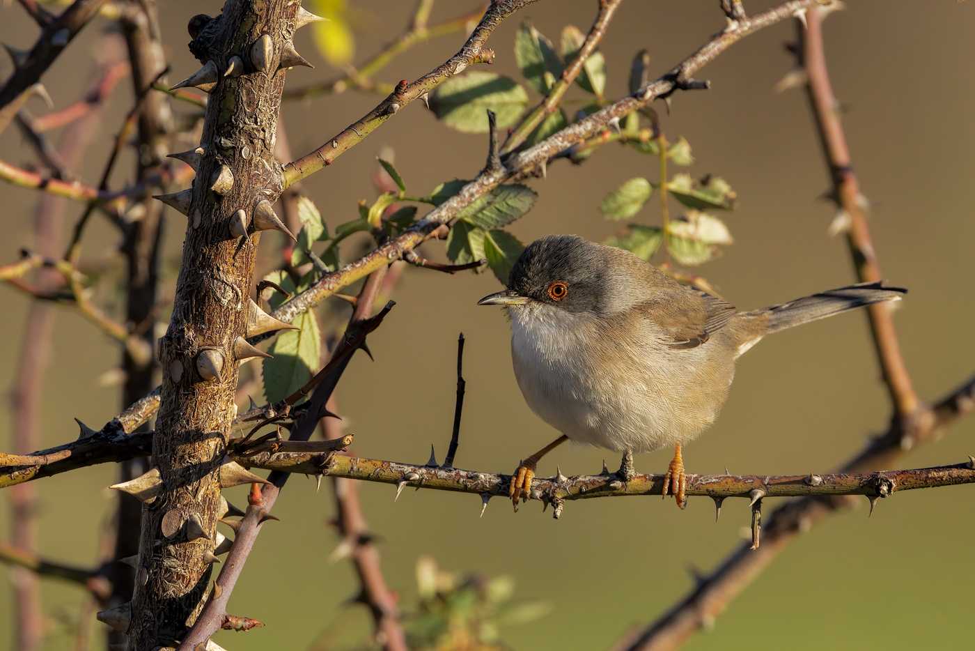 Occhiocotto (Sylvia melanocephala)