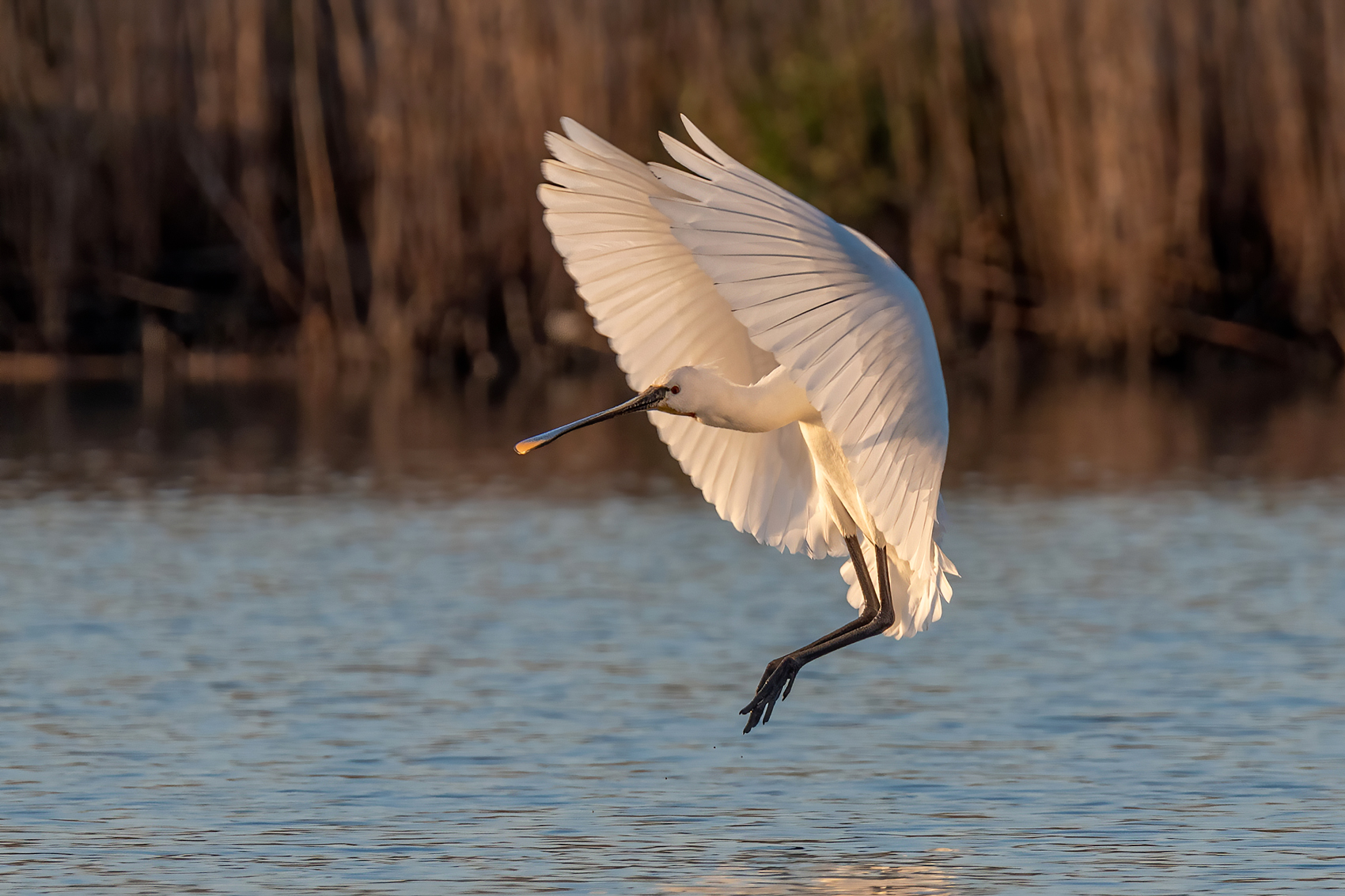 Spatola alle prime ore dell'alba