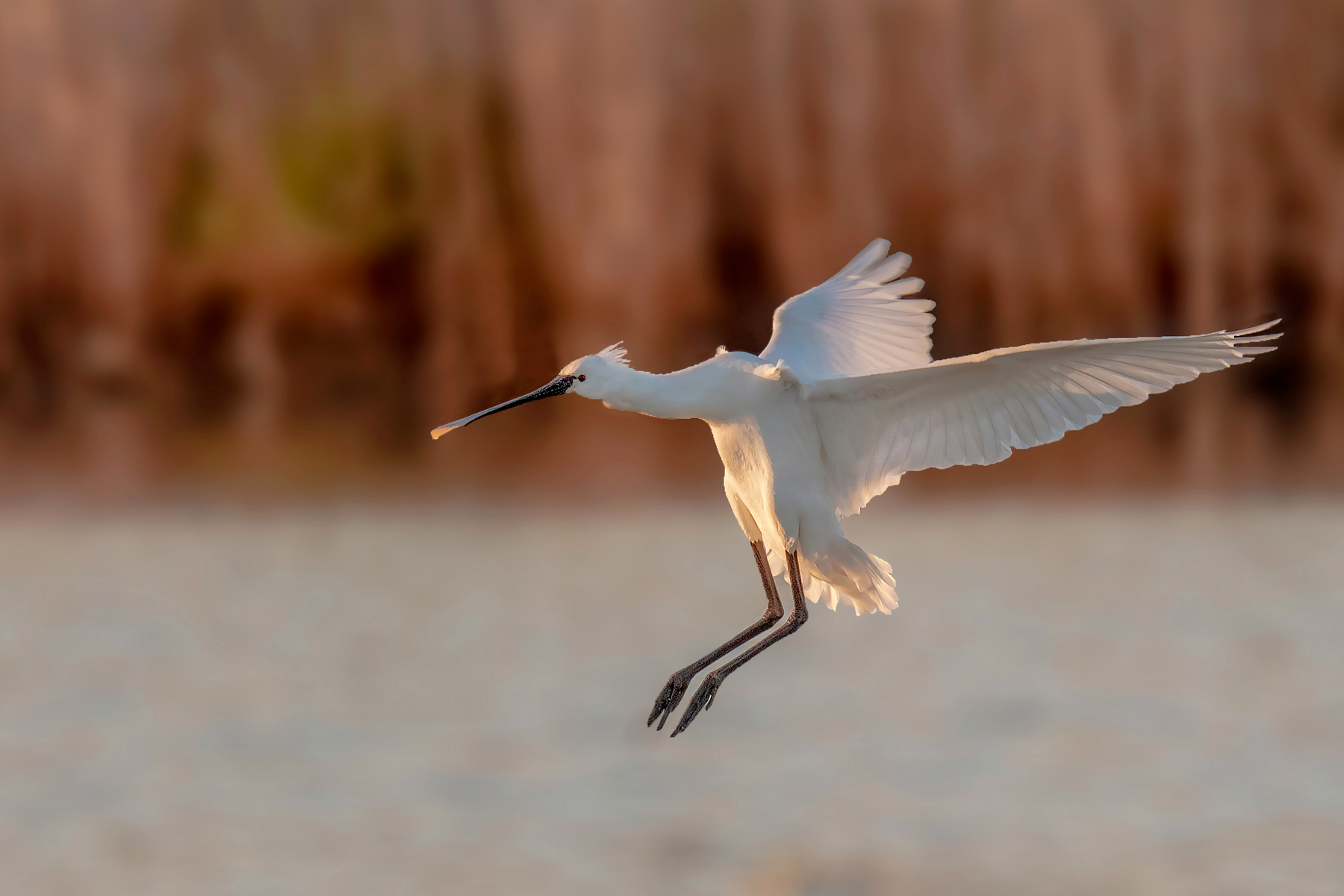 Spatola011 Rwy 08 Cleared to land.... wind calm....
