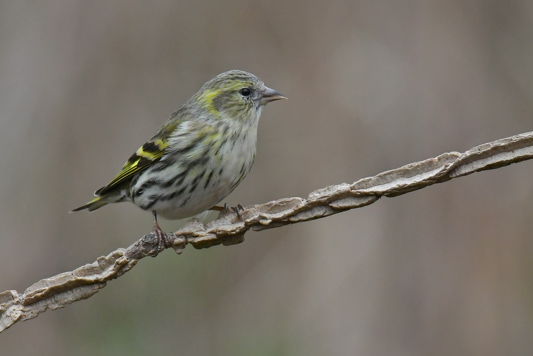 Femmina di lucherino